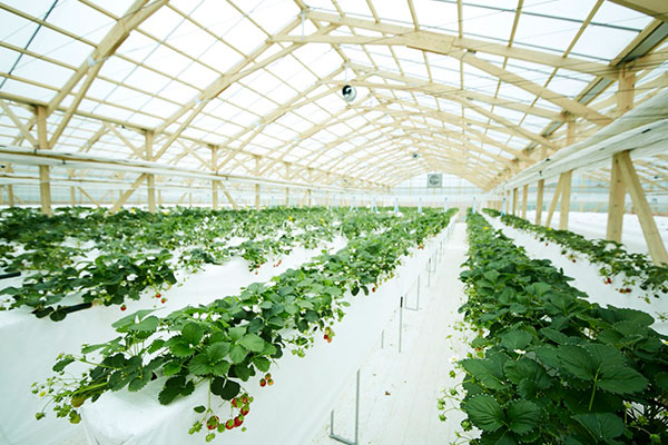 ハンモック式ベンチ